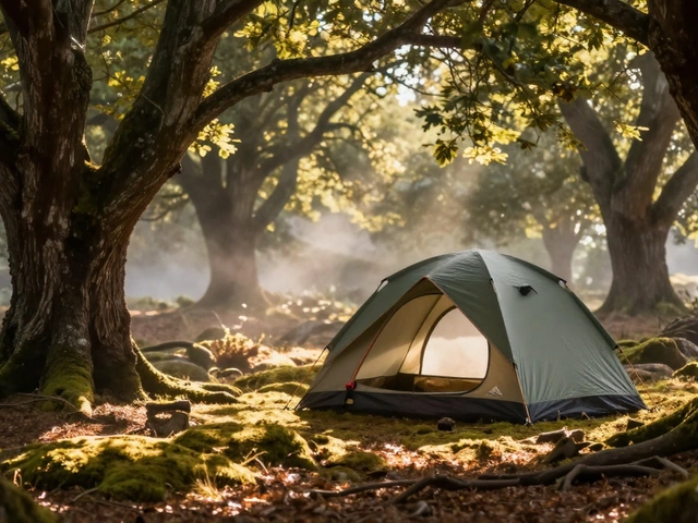 The Best Forests for Camping in 2026: A Guide to Canopy Campsites