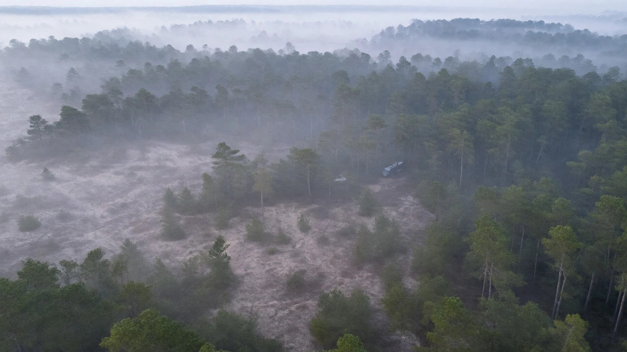 Secluded camper van hidden in misty pine forest near Lake Michigan dunes.